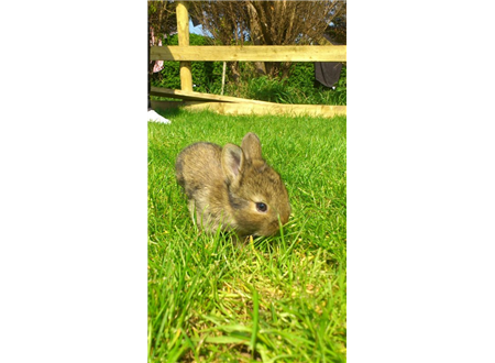 HM Rabbit