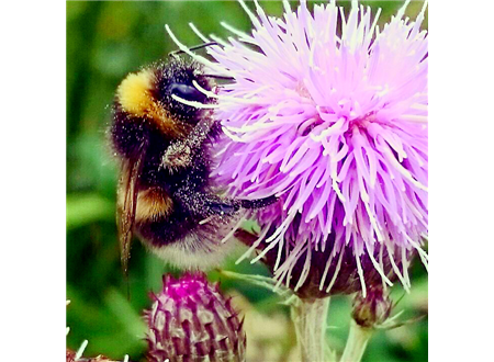 BusyBee