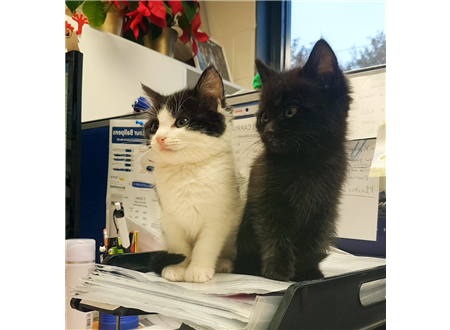 Rosie & Jim