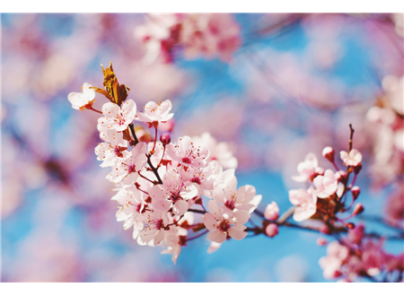 Spring time Photo to go in Promotional Gifts