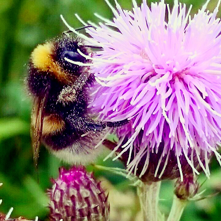 BusyBee