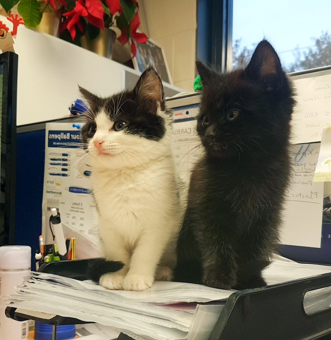 Rosie & Jim